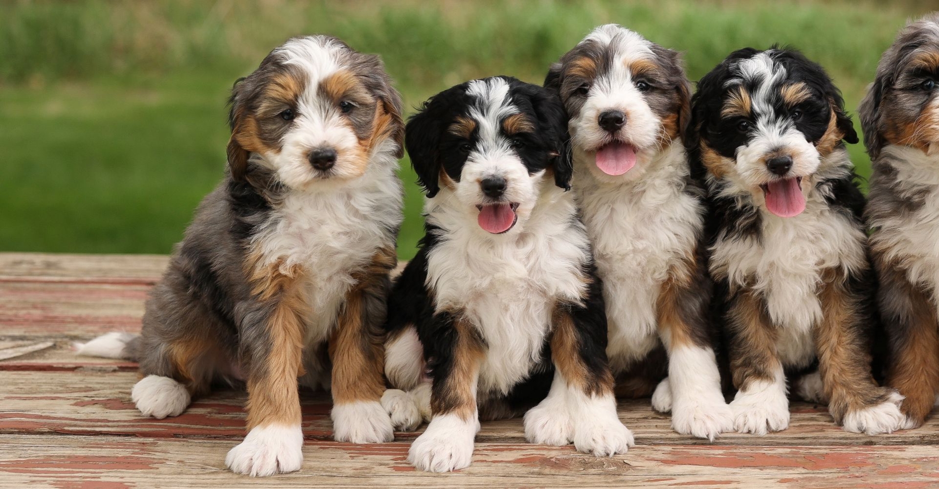 F1 Mini Bernedoodles Pcinic Table edit.jpg